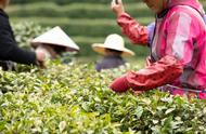 2023年春茶上市时间一览：绿茶采摘季到了吗？