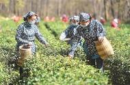 南京钟山风景区雨花茶采摘季开启，产量预计下滑