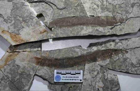 河北挖掘出1.34亿年前的孟氏中生鳗化石，创历史新高
