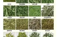 中国茶的全面分类，你了解多少？