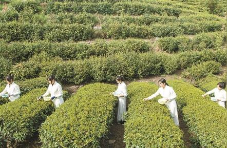 安化：茶文化、品牌和科技推动茶产业的高质量发展