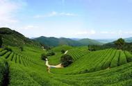 直播春天：探秘余杭径山茶，感受中国绿茶的历史演变