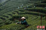 明前茶，杭州西湖龙井的金贵之选
