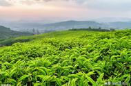 中国茶叶产量最高的十个省份及其名茶一览