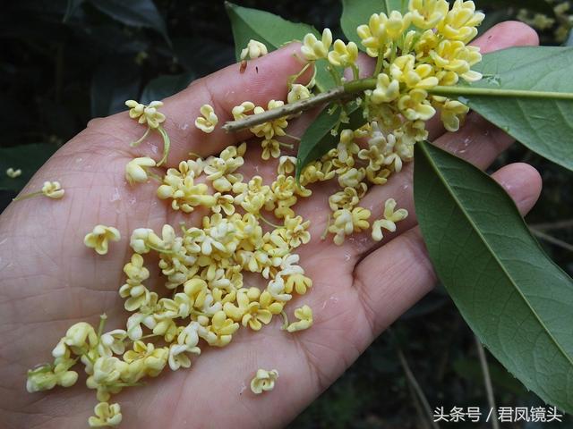 桂花：中国传统十大名花之一，不仅仅是闻香，还可做桂花茶、酿酒