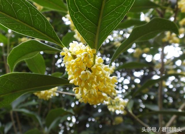 桂花：中国传统十大名花之一，不仅仅是闻香，还可做桂花茶、酿酒