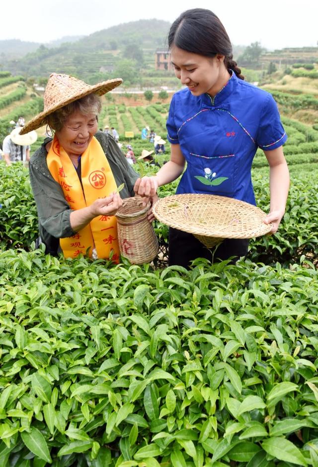 了解茉莉花茶文化 享受福寿健康之旅
